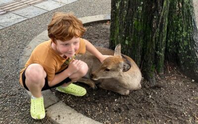 Osaka Deer