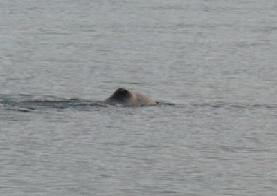 Bowhead whale sighting