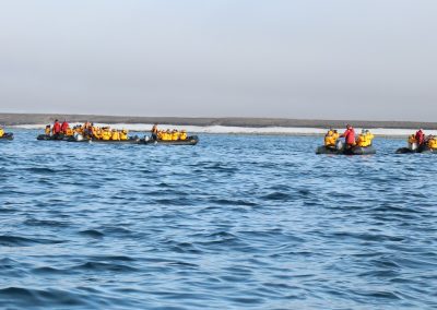 looking for polar bears