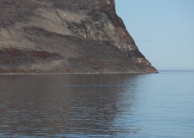 can you see the polar bear?