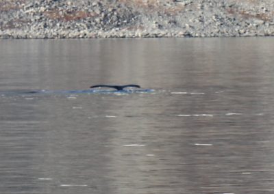 Bowhead whale