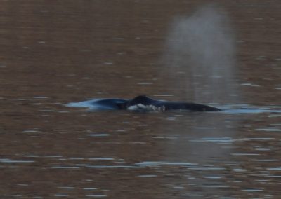 largest Bowhead population in the world