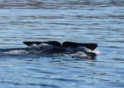 we could hear them calling and blowing