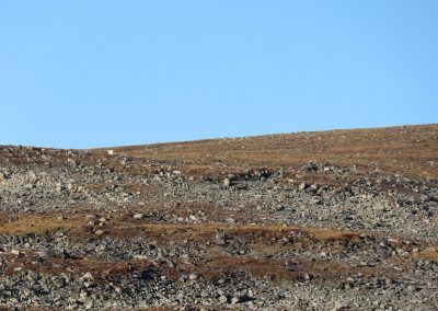 can you find the polar bear