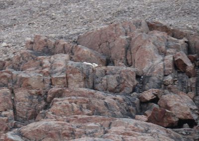 can you see polar bear