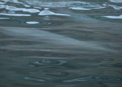 wave of beluga whales