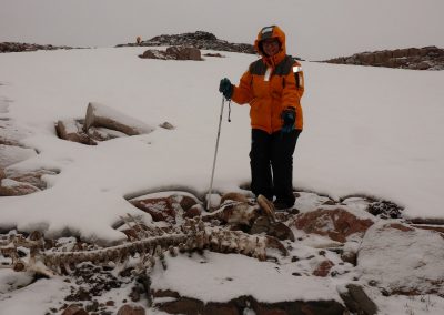 Bev discovered muskox