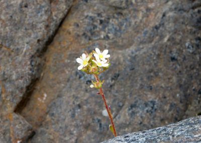 delicate wild flower