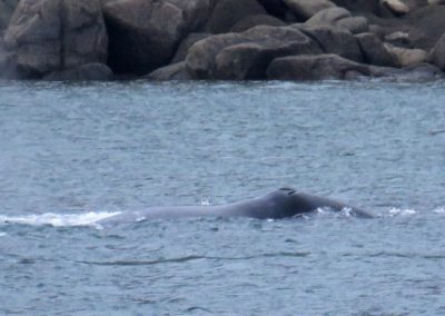 BowHead whales in harbour