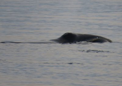 bowhead whale back
