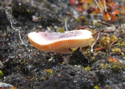 arctic mushroom