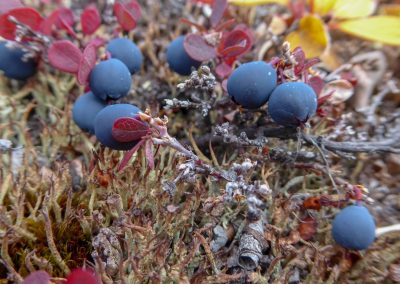 looks like blueberries