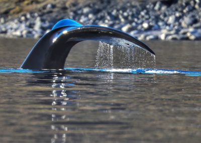 bowhead whale fluting