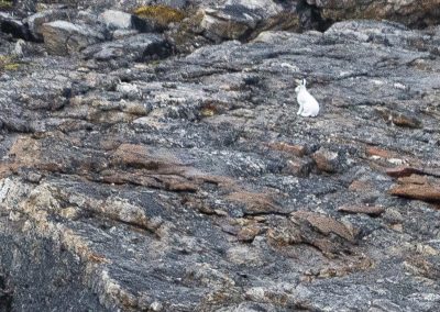 arctic hare
