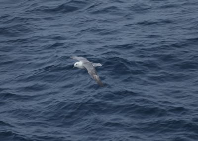 sea bird over arctic ocean