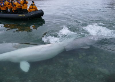 Bulega Whales were close