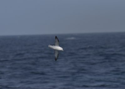 sea bird on the straight
