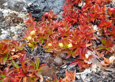 wild flower photo expedition