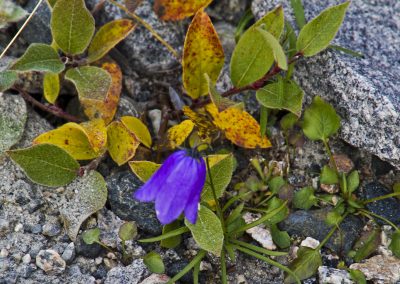 colour in the arctic