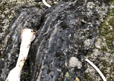 polar bear bone